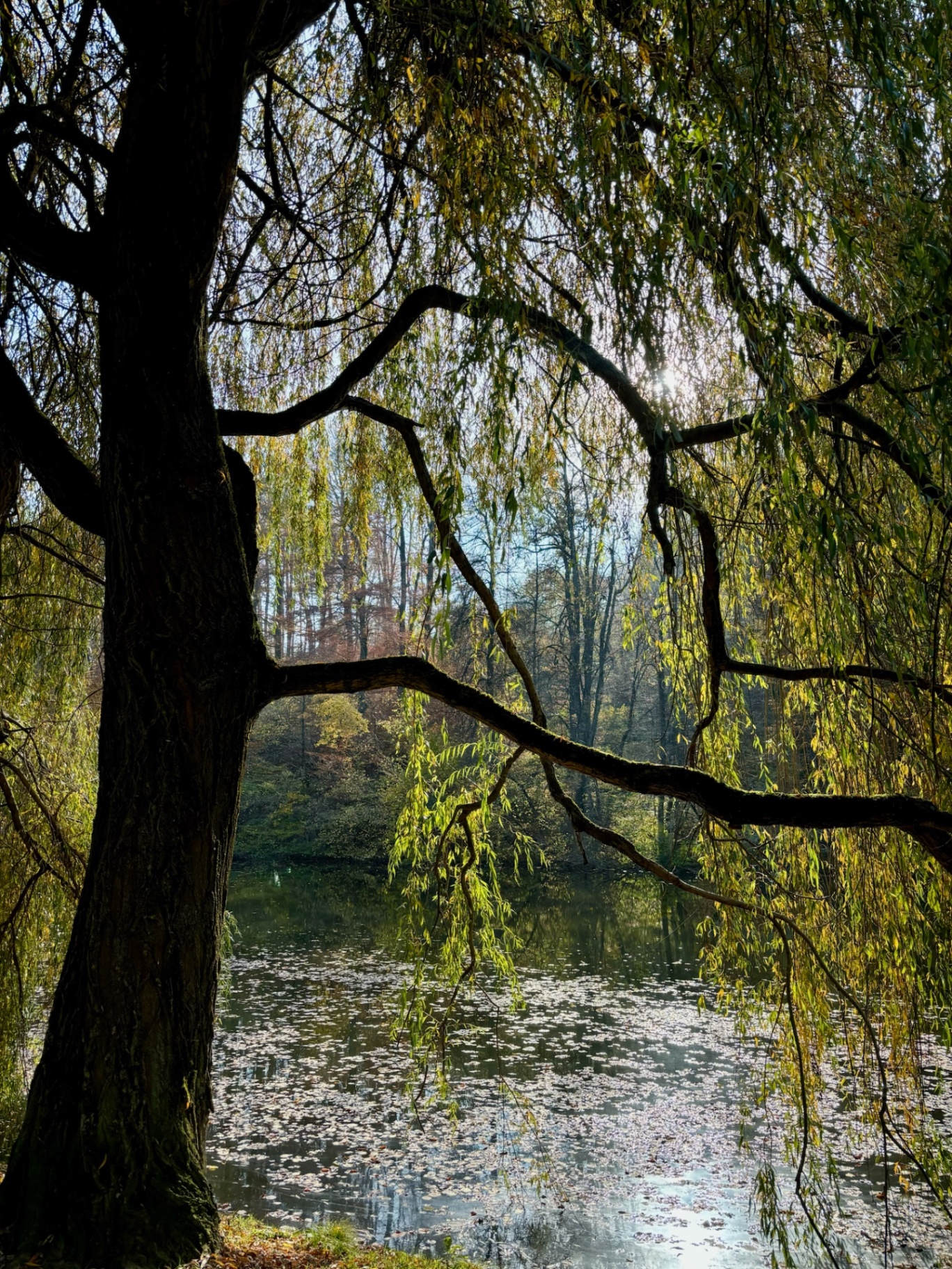 A willow tree arching over a still autumn pond
