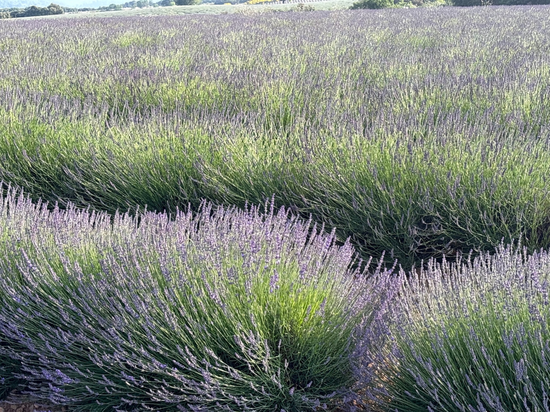 Lavender field in bloom across the Istrian countryside